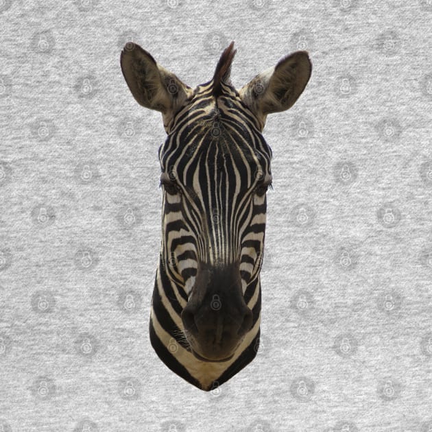 Zebra Portrait by ellenhenryart